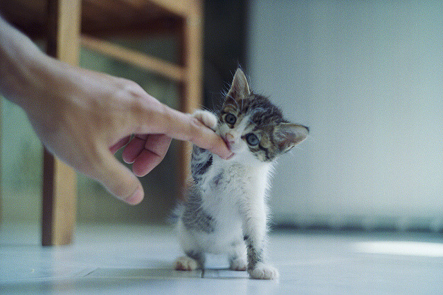 photogenicfelines:  (Olga Kruglova)