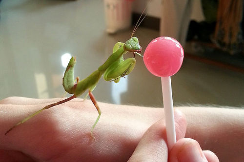 painted-bees:Penh was eyeing up my lollipop something fierce. Expecting her to be repelled by it, I let her check it out