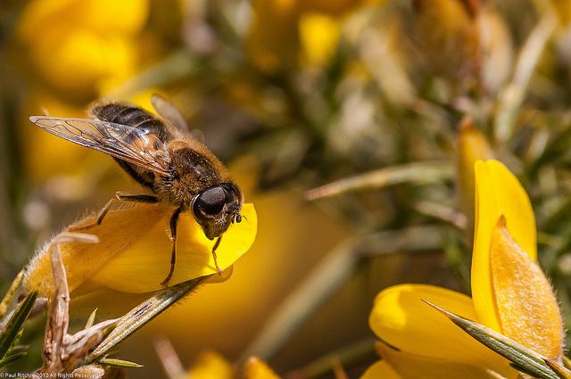 Eristalis pertinax -female on Flickr.