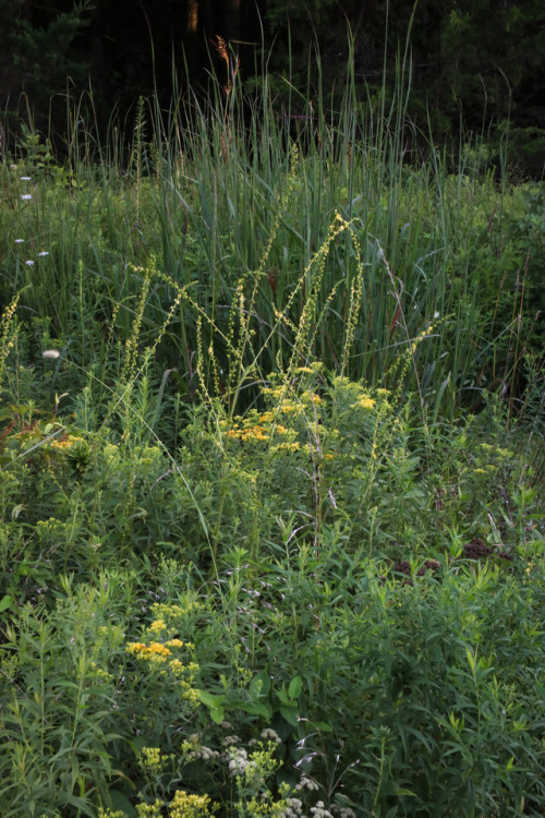 Meadow grasses and flora    - mid august - catharpin, virginia