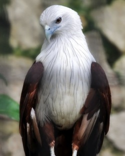 lalulutres:  African Fish Eagle. 