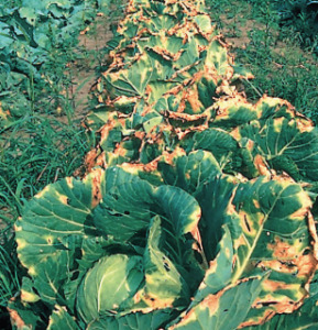 Cabbage Rot