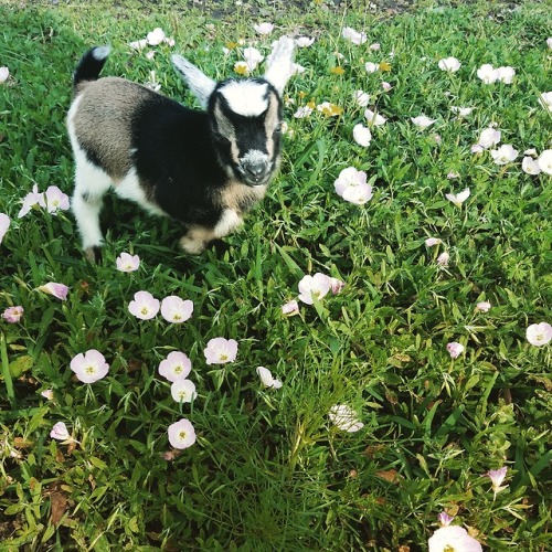 adventuregoats: Happy Spring!!! Time to frolic in the flowers!