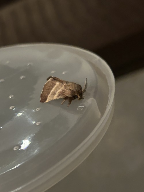 I Hatched A Moff