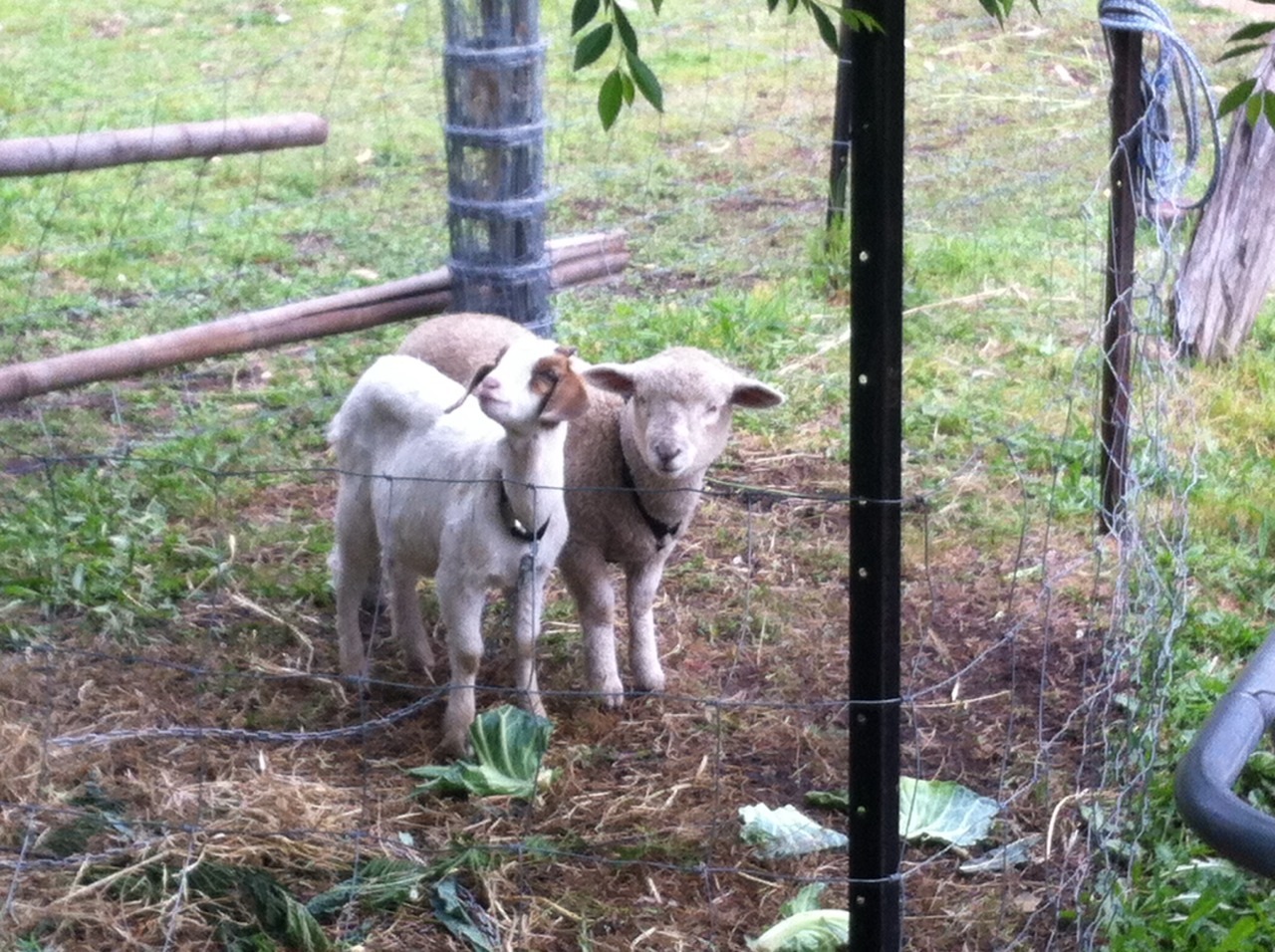 Farm cuties