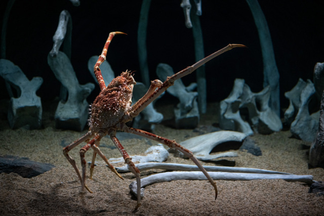 A Japanese spider crab stands on a sandy seafloor with whale bones in the background. It's gangly arms are outstretched as it faces the bones, red and white prickly carapace facing the camera. 