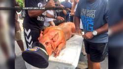 theblackconfederacy:  icecream-eaterrr: elionking:   savadordali:  blackgirlnamedkaivy:  deehenn:  black-charm:  theloneookami:  fullcirclevegan:  I’ve recently come across this pic.  What is shown here is a pig roasted in Ferguson Missouri with a police