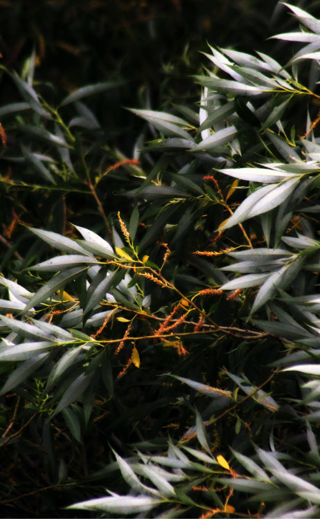 walking-geema: stormy willow