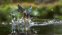 superbnature:  kingfisher.. by MargittaThomann http://ift.tt/1q78OgV 