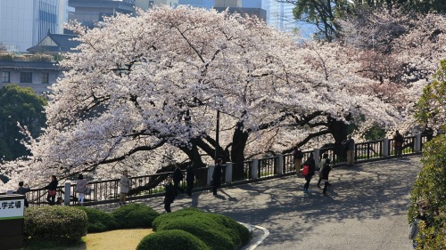 visitkyoto: todayintokyo:  Take a walk with me along Chidorigafuchi in Tokyo.   Kyoto comes usually a week after… 