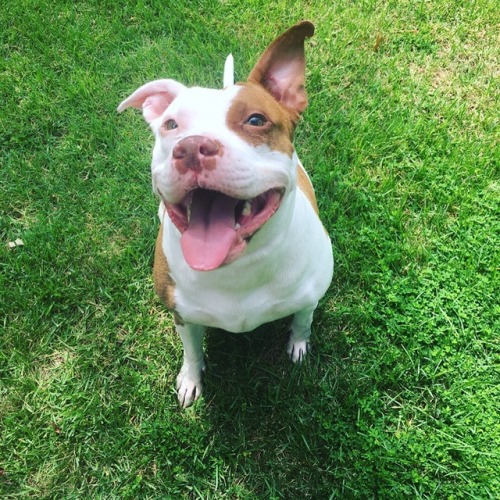 dog-rates:  This is Daisy. She’s a 4 year old rescue. In her free time she enjoys playing and being cute. 12/10 would love forever