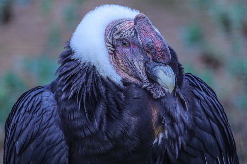 Andean Condor (Vultur gryphus) at San Diego Zoo, California by Ian Gill