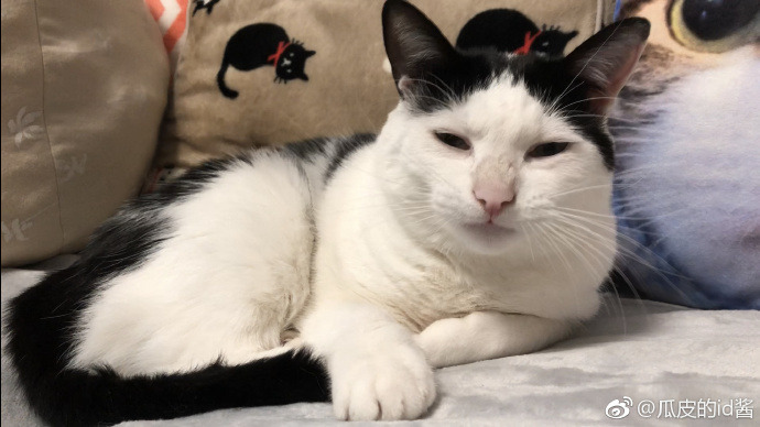 world-of-cats:  Source