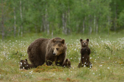 Fuck-Yeah-Bears:  I’m The Tallest By Harry Eggens 