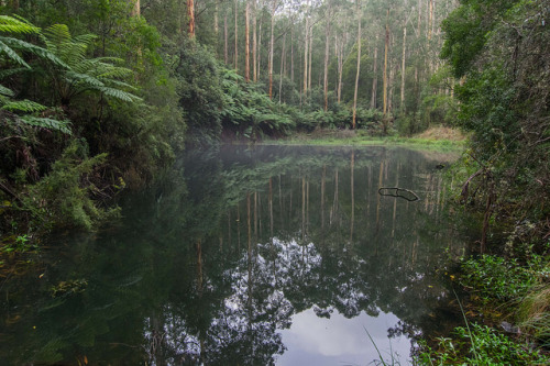 90377: Billabong reflections by Ralph Green on Flickr.