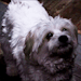 Porn albert-vvesker:DOGS IN HORRORZowie in Pet photos