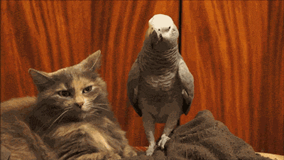 supercreativedoodle:  queensoucouyant:  piccolowasablackman:  I need to reblog this again because this cat’s face  you can see it counting down from ten in its head  “I swear to god… you put your foot on me one more time… One more time!”
