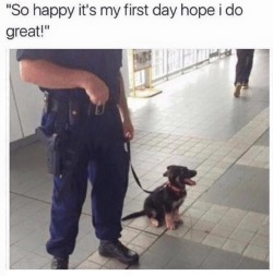 doggos-with-jobs:Meet Officer Pupper, 10/10