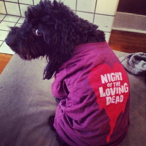 Our mascot Otis doesn’t love our new Night of the Loving Dead shirt…but you humans will