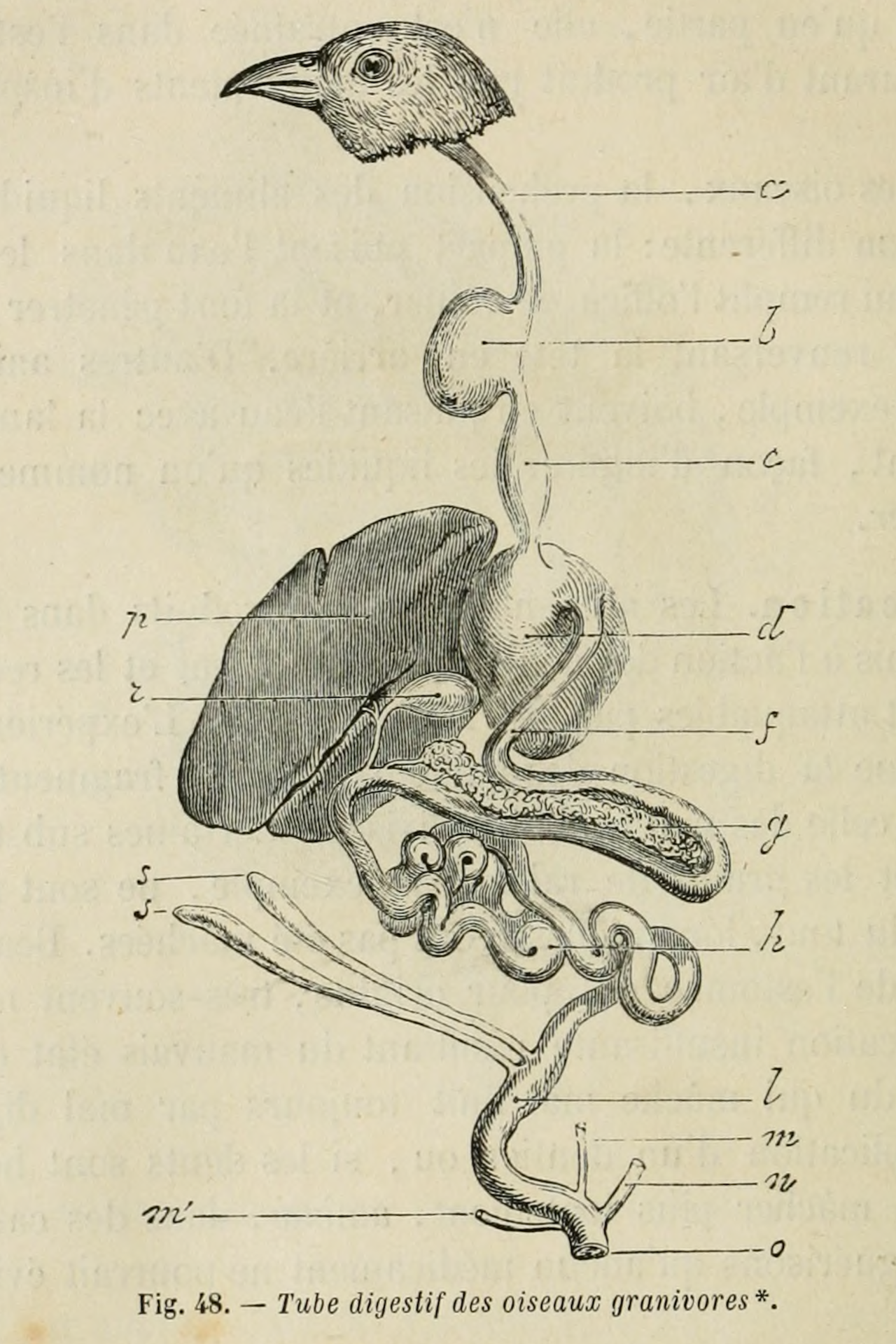 nemfrog:
“ Fig. 48. Digestive system of grain-eating birds. La vie : physiologie humaine appliquée à l'hygiène et à la médecine. 1874.
Internet Archive
”