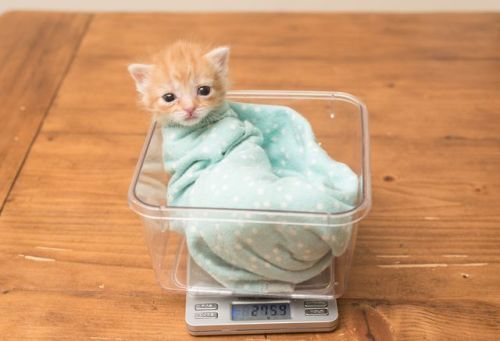 How Hannah Shaw, The &lsquo;Kitten Lady,&rsquo; Rescues The Most Fragile FelinesHannah Shaw&