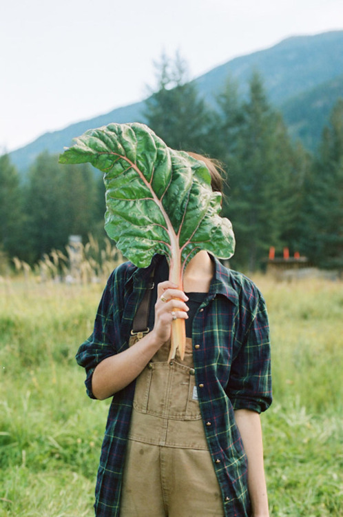 Big Chard. Photographed by Alana Paterson at Ice Cap Organics farm.