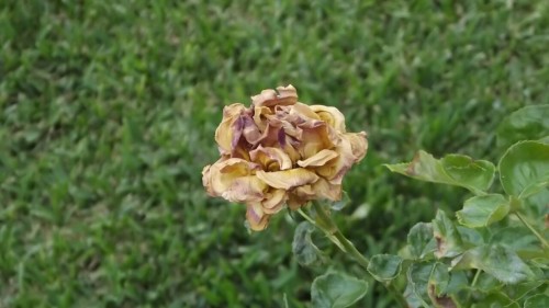 Beauty of a withering rose. adult photos