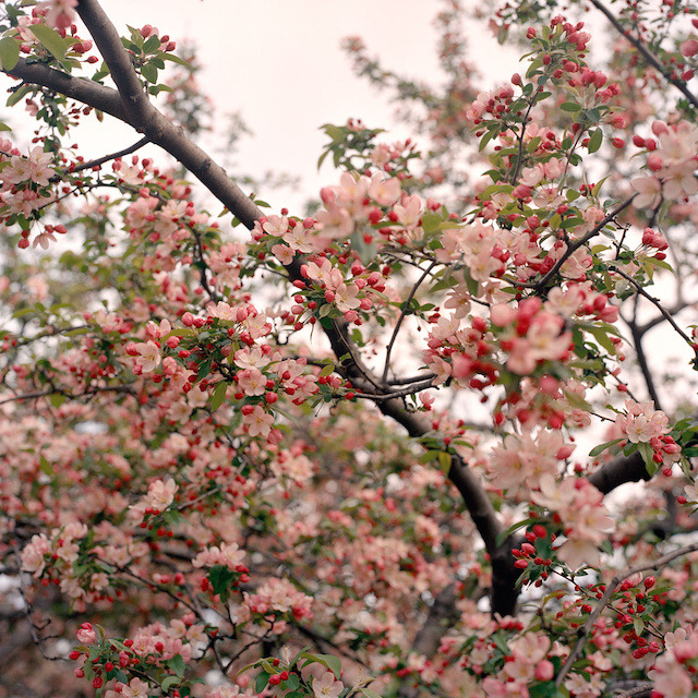 landscape-photo-graphy:  New York City Spring Covered In A Blanket Of Cherry Blossoms