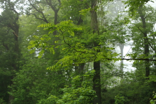 A foggy day at the local forest by 90377Instagram | Etsy Shop