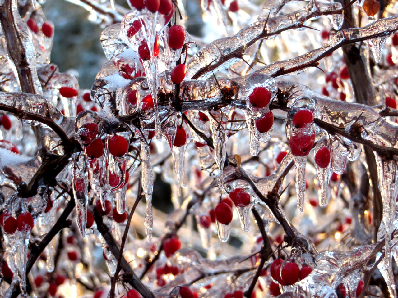 a-broken-clockwork-heart:  Okay so we’ve had the giant ice storm here in southern