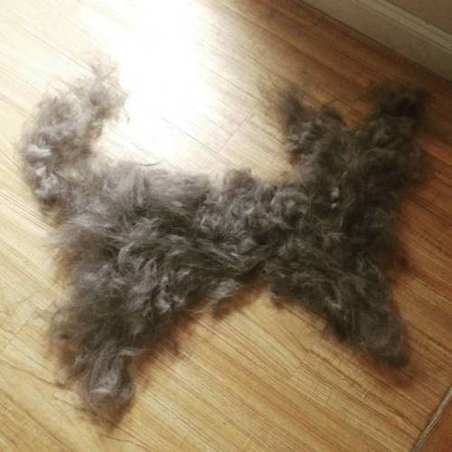 After only 5 minutes of brushing Helo I was able to make another dog. Can someone please remind that
