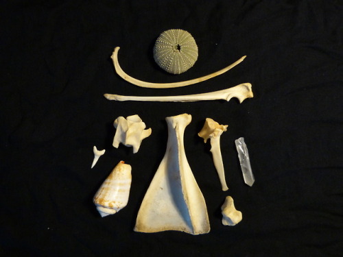 the-journeytree: A couple of new collections of bones and natural treasures I’ve recently list