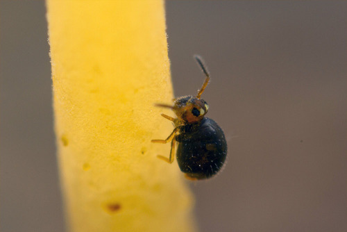 You like to climb trees?Some of the best things about photographing terrestrial invertebrates are:1.