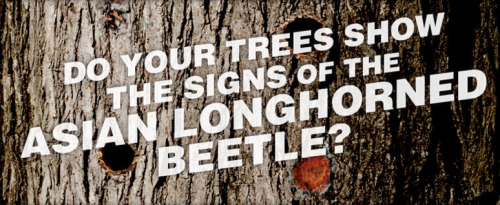 Participate in August Tree Check MonthAsian Longhorned Beetle, Anoplophora glabripennis, ALB adults continue to be active in Massachusetts in August. In fact, the US Department of Agriculture’s Animal and Plant Health Inspection Service (APHIS) has...