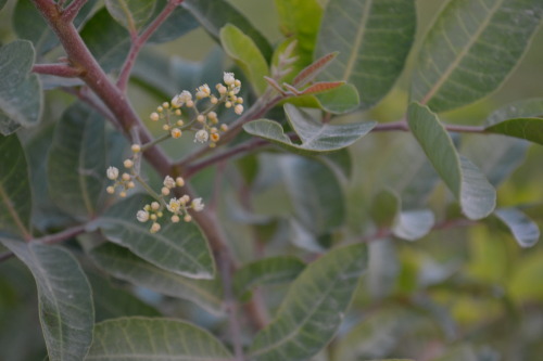 the-world-in-gardens:  Unidentified plant on a farm estate outside of Doha, Qatar. This looks like elder to me, can anyone positively identify it?