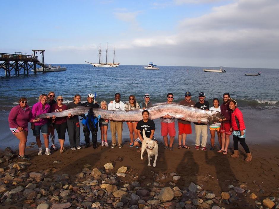 sixpenceee:  At up to 36ft in length, the oarfish is the largest bony fish known