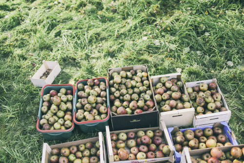 La cueillette des pommes - Automne 2014