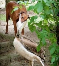 underthehedge:kaijuno:kaijuno:All Pelicans go to jail challenge Pelicans have the exact opposite energy from capybara. Capybara are shaped like a friend, soothing.Pelicans are shaped like a problem.