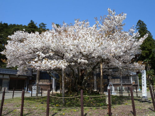 (「楊貴妃桜」 写真ID:3296436 PHOTOHITOから)Blue Balloonさん福井県下で最も気品のある桜