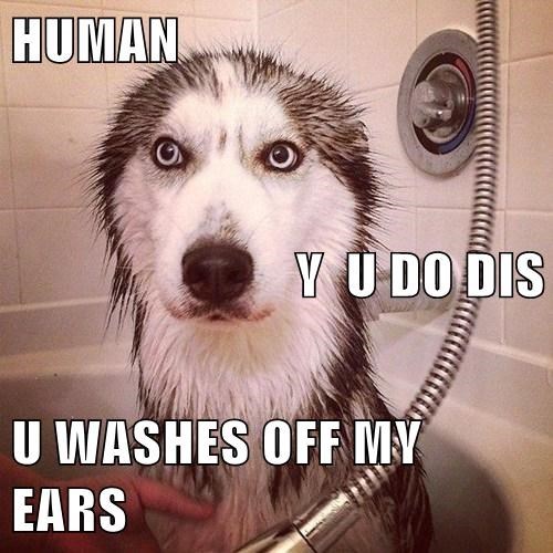 lolfactory:  OH NOES - funny tumblr - lol rofl wtf pics 