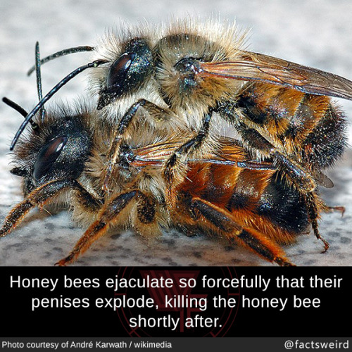 mindblowingfactz: Honey bees ejaculate so forcefully that their penises explode, killing the honey bee shortly after. Photo :  André Karwath / wikimedia 