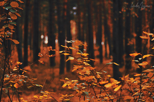 Autumn, my heart’s season 🍁 on Tumblr