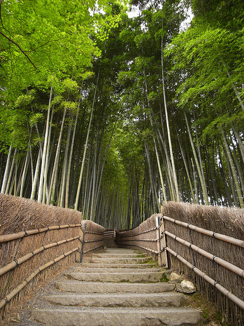 The Bamboo Forest Trail near Kyoto, Japan (by -sou-).