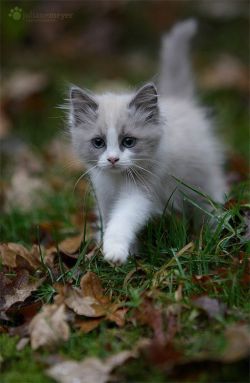 only-cutest-kittens:  ℓυηα мι αηgєℓ