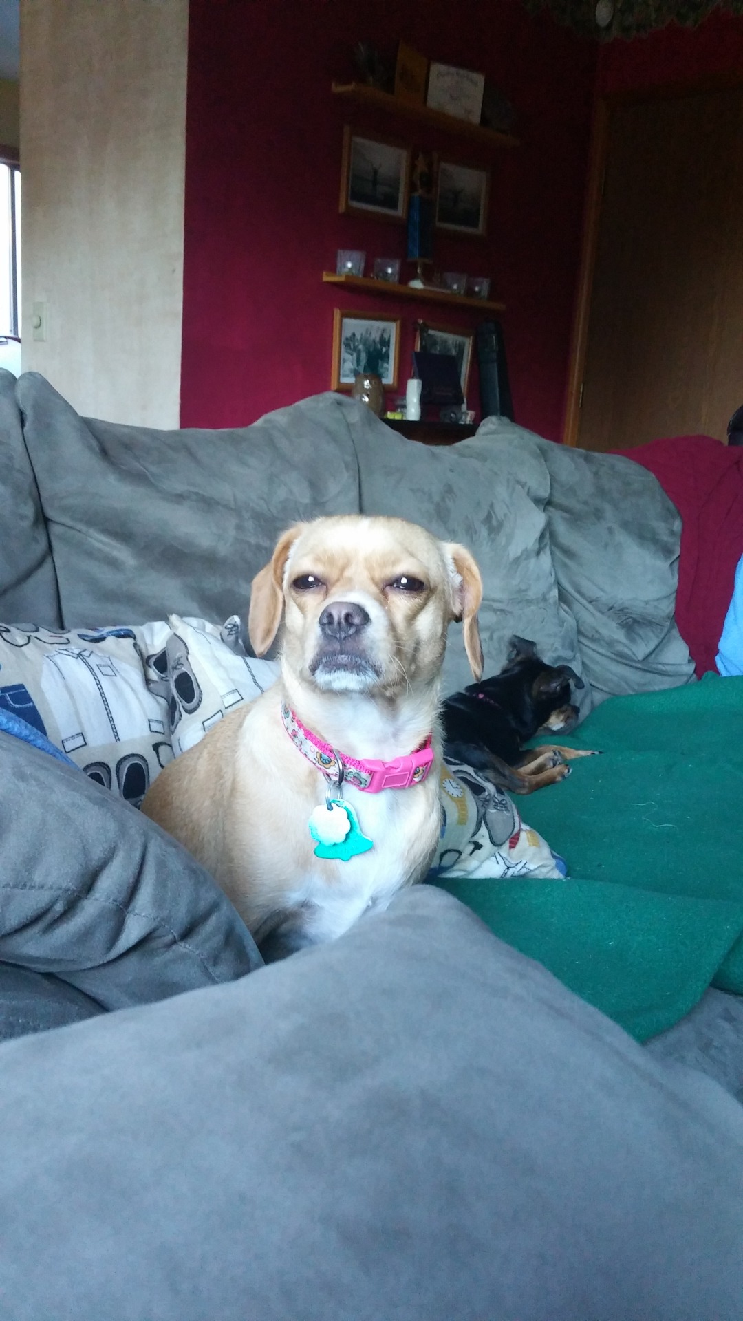 This is Paisley (brown) and Gemma (black) and they are a bunch of cuties but alsobig