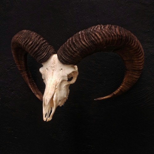 Mouflon.