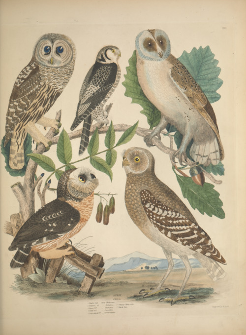 smithsonianlibraries:  In anticipation of Owl Awareness Day (August 4), we offer some slightly carto