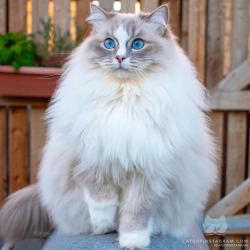 everythingfox:  The fluffiest cat