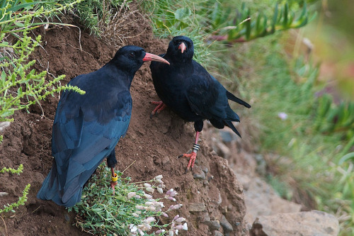 Red-billed Chough (Pyrrhocorax pyrrhocorax) &gt;&gt;by Peter Schoen