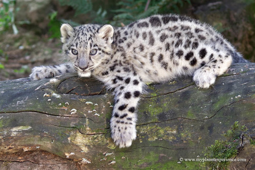 Snow Leopard Cub by My Planet Experience Snow leopard (Panthera uncia or Uncia uncia), also called o